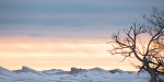 TREES WEEK #12