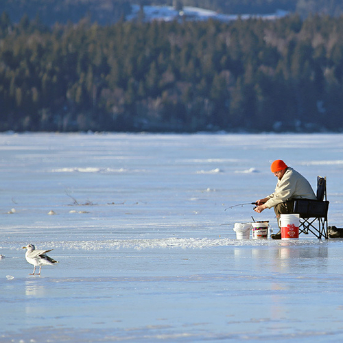 A smelt fisherman tries his luck while a curious seagull looks on.
