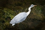 Grey Heron in River 1