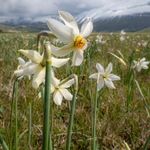 Poet's Narcissus (Narcissus poeticus) on the Piano Grande