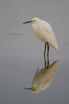 Snowy Egret