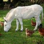 Donkey with Chickens 2, Ireland
