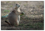 Wildlife Portfolio - 07