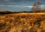 Wharncliffe Chase (01)