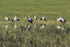 White Storks