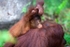Wild orangutan (Pongo) Borneo_013