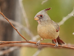 Pyrrhuloxia portfolio