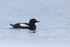Black Guillemot in fjord, Spitsbergen, Svalbard