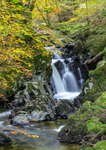 Autumn, Afon Clywedog