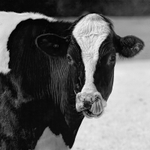 Debbies Cow 01