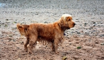 Murphy