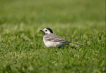 White Wagtail