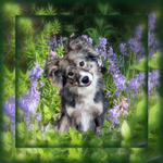 PP3  Do I look cute in the bluebells?