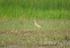 Squacco Heron