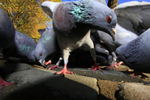 Pigeons in Bristol city centre_0094