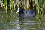 Coot