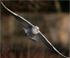 Black Headed Gull In Flight