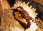 Pisidia longicornis
