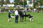 SBM_46954