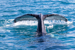 Fluke Splash 7