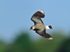 Lapwing (adult) banking over Big Otmoor