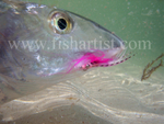 Underwater Bonefish.