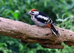 Woodpecker