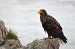 White-tailed Eagle