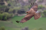Black Kite flying upper wings showing, Catalonia, Spain