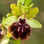 Ophrys passionis (formelry known as O sphegodes ssp garganica)