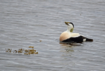 Eider