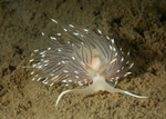 Facelina bostoniensis