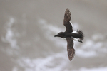 Razorbill portfolio
