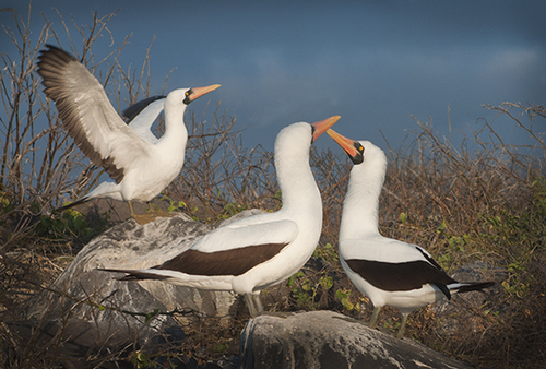 Nazca Boobies