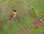 Stonechat