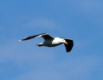 Great Black-backed Gull