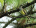 Panama Flycatcher perched, Gamboa, Panama