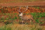 Red Deer