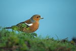 Chaffinch - Balderton Lake
