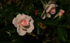 Rose - Peace 4