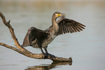 Pygmy Cormorant