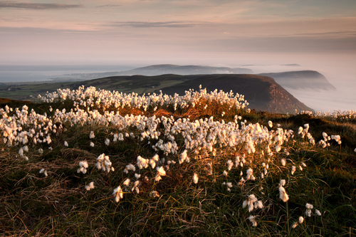 The cotton grass putting on a great display from Cronk ny Arrey Laa looking south with the tops of Bradda Head, The H…