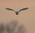 Barn Owl