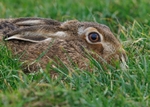 Brown Hare