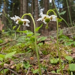 One-flowered wintergreen (Moneses uniflora)