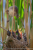 Reed Warbler (Acrocephalus scirpaceus) feeding chicks