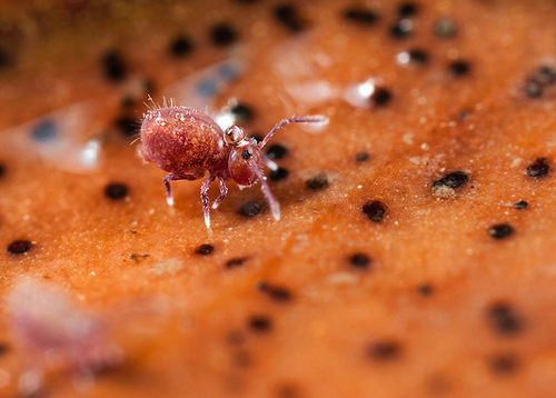 Dicyrtoma fusca juvenile in leaf litter, covered in water droplets. Warwickshire, December 2012. Mottled colouration…