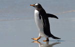 Gentoo Penguin