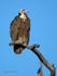 Hooded Vulture