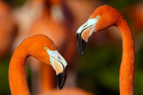Flamingos are very social birds that live in colonies that can number in the thousands. These large colonies are beli…